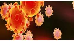 دسترسی رایگان به Novel Coronavirus Elsevier